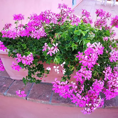 Eleven * Castiglioncello